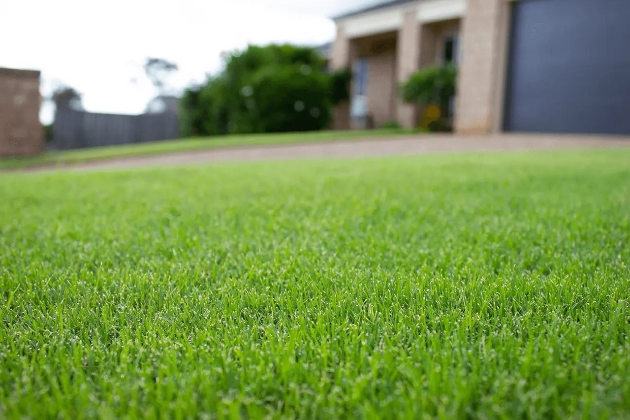 TifTuf Bermuda sod lawn in North Carolina