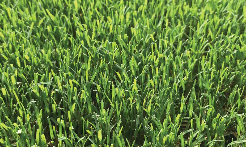 Pennington fescue sod close-up in North Carolina